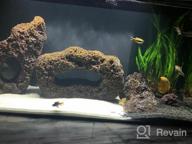 img 1 attached to 🌿 Enhance Your Freshwater Fish Tank with Greenpro Java Fern on Driftwood Live Aquarium Plants review by Sean Reddy