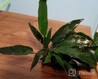 img 1 attached to Live Anubias Nana & Minima Aquarium Plants On Driftwood For Freshwater Fish Tank - Greenpro review by Craig Walters