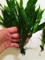 img 1 attached to Hardy Leaf Black Forest Asian Java Fern Potted Live Water Aquatic Aquarium Plants For Freshwater Fish Tank By Greenpro Microsorum Pteropus review by Brian Hazzard