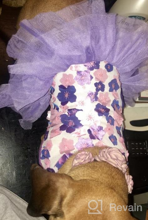 img 1 attached to 👗 QingLuo Sweet Puppy Dog Princess Dress - Pink/Purple Bow Lace Tutu Skirt - Doggie Dress for Dog/Cat (X-Small, Purple) review by Jayshawn Webb