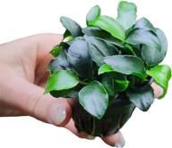 live anubias nana petite aquarium plant - perfect for freshwater fish tanks decorations and decor | substratesource logo