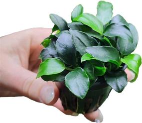 img 4 attached to Live Anubias Nana Petite Aquarium Plant - Perfect For Freshwater Fish Tanks Decorations And Decor | SubstrateSource