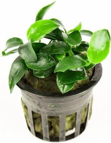 img 2 attached to Live Anubias Nana Petite Aquarium Plant - Perfect For Freshwater Fish Tanks Decorations And Decor | SubstrateSource