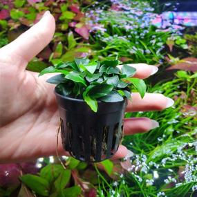 img 3 attached to Live Anubias Nana Petite Aquarium Plant - Perfect For Freshwater Fish Tanks Decorations And Decor | SubstrateSource