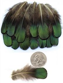 img 3 attached to LolliBeads (TM) 20 Pcs Green Lady Amherst Bronze Iridescent Plumage Feathers Inches Long 2-3 Inches