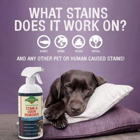 img 3 attached to Professional Strength Stain & Odor Remover - Natural Enzyme Cleaner (Bulk 32Oz) For Dog & Cat Urine, Waste, Wine, Blood, Vomit, Etc. Safe & Effective Pet Smell Eliminator For Carpet, Hardwood & More