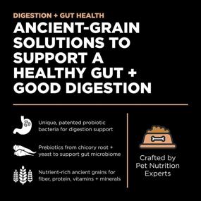 img 3 attached to GO! Solutions Digestion + Gut Health Salmon Recipe with Ancient Grains - Dry Cat Food for Cats of All Life Stages - Including Seniors - Indoor & Outdoor