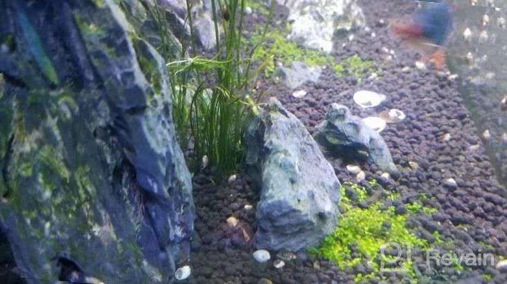 img 1 attached to Greenpro Micranthemum Monte Carlo: Live Large Pearl Grass Aquatic Plant In Tissue Culture Cup For Freshwater Fish Tanks And Aquariums review by Justin Santiago