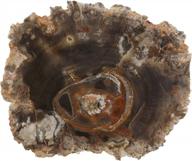 уникальный подарок из окаменевшей деревянной плиты с мадагаскара - образец полированного ископаемого каменного дерева среднего размера 2 1/2 "-4"! логотип