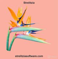 img 1 attached to Strelitzia review by Alex Barr