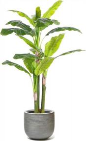 img 1 attached to Gorgeous 5.7' Musa Basjoo Banana Tree Artificial Silk Plant - AMERIQUE Super Quality W/ UV Protection, Feel Real Technology & Nursery Plastic Pot
