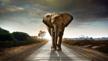 Brendan Basnet photo