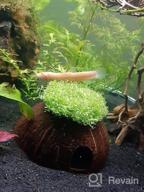 img 1 attached to Greenpro Micranthemum Monte Carlo: Live Large Pearl Grass Aquatic Plant In Tissue Culture Cup For Freshwater Fish Tanks And Aquariums review by Vincent Hurst