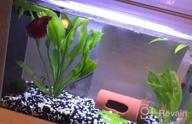 img 1 attached to Live Freshwater Aquarium Plants: Dwarf Baby Tears, Hemianthus Callitrichoides, Java Moss In Vitro TC Cup By Greenpro review by Sean Sitton