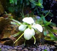 img 1 attached to Enhance Your Aquascape With Greenpro'S Anubias Nana Marble White Pinto Nano Mini Tissue Culture review by Omar Card