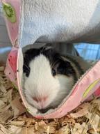 картинка 1 прикреплена к отзыву Small Animal Hanging Hammock Bed For Ferret Hamster Parrot Rat Guinea-Pig Mice Chinchilla Flying Squirrel - Pink Strawberry от Darrell Bridges