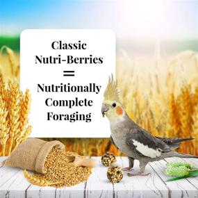 img 3 attached to 🐦 Non-GMO Lafeber Classic Nutri-Berries Pet Bird Food with Human-Grade Ingredients for Cockatiels