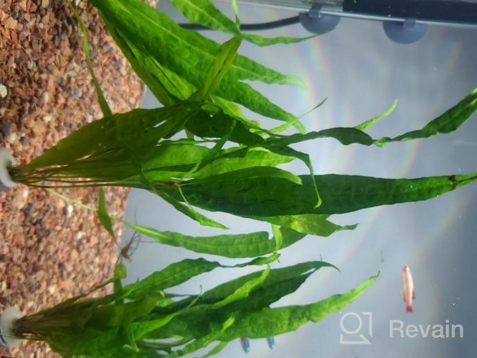 img 1 attached to Enhance Your Aquarium With A Lush Microsorum Pteropus Java Fern Bunch: Over 20 Leaves For A Stunning Aquatic Display! review by Kurt Bravo