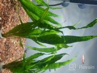 картинка 1 прикреплена к отзыву Расширьте свой аквариум с помощью пышного пучка папоротника Microsorum Pteropus Java: более 20 листьев для потрясающего водного представления! от Kurt Bravo