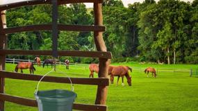 img 1 attached to 🔘 Premium Quality Loaded Nylon Bucket Strap (3 Pack) for Hay Nets, Water Buckets, Outdoor Feeders - 22" (Black)