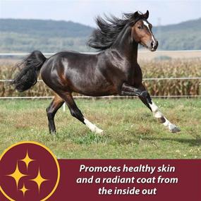 img 3 attached to 🐴 Farnam Laser Sheen Equine Skin & Coat Supplement, Boosts Skin Health & Enhances Coat Radiance, 3.75 lbs - 30 Day Supply