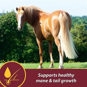 img 2 attached to 🐴 Farnam Laser Sheen Equine Skin & Coat Supplement, Boosts Skin Health & Enhances Coat Radiance, 3.75 lbs - 30 Day Supply