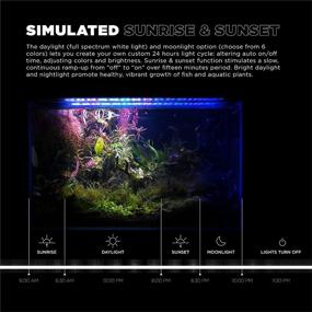 img 2 attached to 🐠 The Poseidon Tribe-Plug & Play 18-24 in Aquarium LED Light: Enhance Your Aquatic Experience with Auto ON/OFF Simulation, 7 Full Spectrum Colors, Programmable Modes, and IP68 Waterproofing
