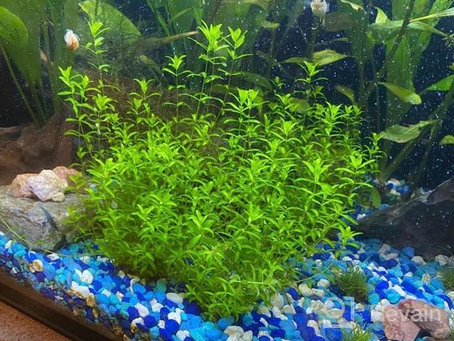 img 1 attached to Greenpro Micranthemum Monte Carlo: Live Large Pearl Grass Aquatic Plant In Tissue Culture Cup For Freshwater Fish Tanks And Aquariums review by Kavon Wiley