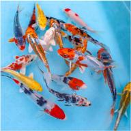10 live koi fish pack - 3-5" mix of colors & patterns for natural waterscapes ponds logo