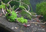 img 1 attached to Grow Beautiful Freshwater Aquarium Plants Easily With Greenpro Java Moss! review by Chad Baio