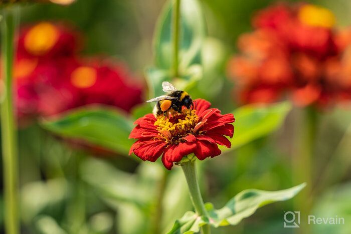 img 1 attached to Tamron 28-200 F/2.8-5.6 Di III RXD Lens for Sony Mirrorless - Model AFA071S700, Black - Full Frame/APS-C E-Mount review by Adisorn Nasa ᠌