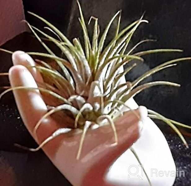 img 1 attached to White Ceramic Mini Hand-Shaped Air Plant Holder Stand For Tillandsia Container Pots Home Decor - 3 Pack review by Jeremy Taylor