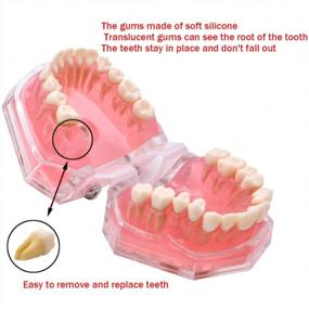 img 1 attached to Angzhili Dental Removable Teeth Model Silica Gel Soft Bendable Tooth Teaching Tool Flesh Pink (1 Piece)