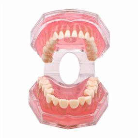 img 3 attached to Angzhili Dental Removable Teeth Model Silica Gel Soft Bendable Tooth Teaching Tool Flesh Pink (1 Piece)