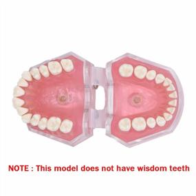 img 2 attached to Angzhili Стоматологическая модель съемных зубов Силикагель Мягкий гибкий инструмент для обучения зубам телесно-розовый (1 шт.)