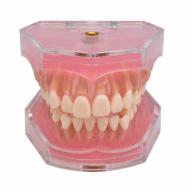 angzhili dental removable teeth model silica gel soft bendable tooth teaching tool flesh pink (1 piece) logo