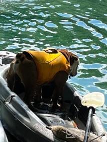 img 8 attached to Обеспечьте безопасность вашего щенка в воде с помощью спасательного жилета RUFFWEAR Float Coat - Blue Dusk, большой размер
