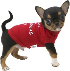 img 4 attached to 🐶 LOPHIPETS Dog I'm Cute But Dangerous Letter Print Shirts for Small Teacup Dog Chihuahua Yorkie Puppy Cat Clothes Tee - Red/XXS" -> "LOPHIPETS Cute But Dangerous Dog Shirt - Red/XXS - Ideal for Small Teacup Dog, Chihuahua, Yorkie, Puppy, and Cat Clothes