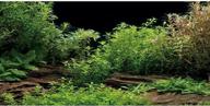 🌱 mesmerizing awert aquarium background: river bed & lake aquatic plant fish tank vinyl (48x24 inches) logo