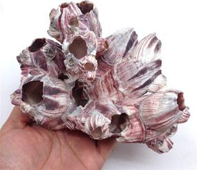 img 3 attached to 🐚 Premium PEPPERLONELY Purple Barnacles Clusters: Ideal for Saltwater Aquariums, 5-7 Inch