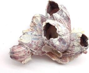 img 1 attached to 🐚 Premium PEPPERLONELY Purple Barnacles Clusters: Ideal for Saltwater Aquariums, 5-7 Inch