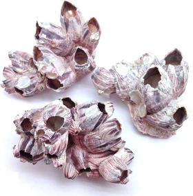 img 2 attached to 🐚 Premium PEPPERLONELY Purple Barnacles Clusters: Ideal for Saltwater Aquariums, 5-7 Inch