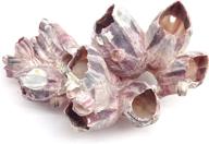 ๐ premium pepperlonely purple barnacles clusters: ideal for saltwater aquariums, 5-7 inch logo