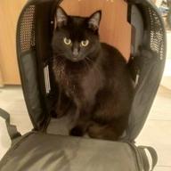 img 2 attached to Convenient and Comfortable PETKIT Pet Backpack Carrier for Cats review by Celina Kowalewska ᠌
