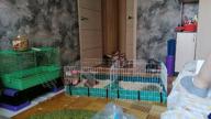 img 1 attached to Cage for rodents Midwest Guinea Habitat Plus 120x60x36 cm 120 cm 60 cm 36 cm green review by Agata Cicho ᠌