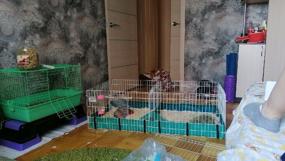 img 11 attached to Cage for rodents Midwest Guinea Habitat Plus 120x60x36 cm 120 cm 60 cm 36 cm green