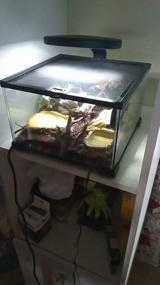 img 11 attached to Terrarium 30 l Repti Zoo 04AKb 30 l black/transparent 30 cm 20 cm 30 cm