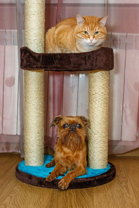 img 1 attached to 🐱 Lugo Cat Tree by Trixie Pet Products - Enhance Your Cat's Lifestyle with this Stylish Cat Tree review by Ewa Ozarek ᠌