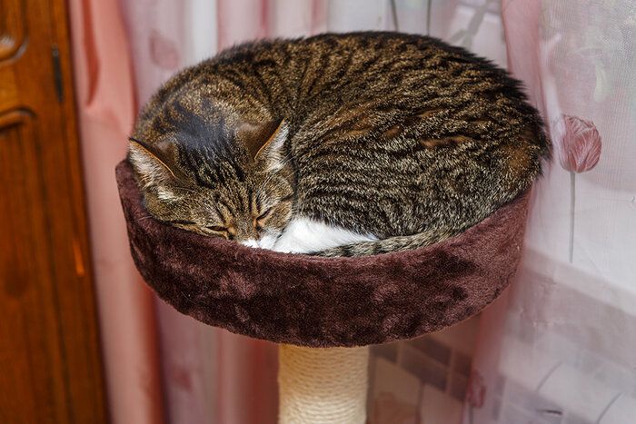 img 2 attached to 🐱 Lugo Cat Tree by Trixie Pet Products - Enhance Your Cat's Lifestyle with this Stylish Cat Tree review by Ewa Ozarek ᠌