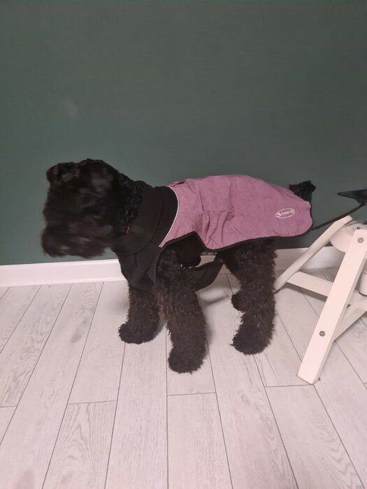 img 1 attached to Scruffs Quilted Thermal Coat Cajun Dogs - Apparel & Accessories review by Kiril Terziyski ᠌